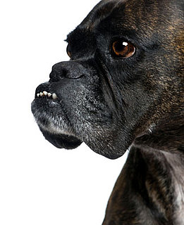 Are You in Dental Denial About Your Dog?: In the LINK of an Eye