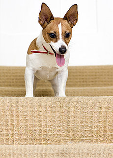 Spring Cleaning: Hair-Removal Solution For Carpeted Crevices