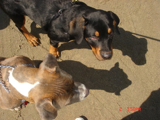 Best Buds