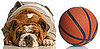 Basketball Toys For Dogs Make a Slam Dunk!