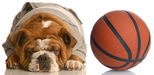 Basketball Toys For Dogs Make a Slam Dunk!