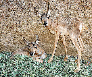 Baby Peninsular Pronghorns at LA Zoo