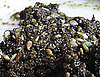 What Is Za'atar?