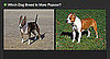Do You Know Which Breed Is More Popular? 2010-04-02 04:00:41