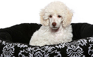 Poodle Trivia