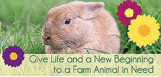 Give Back: "Adopt" These Easter Babies Instead
