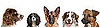 Tell Me Your Favorite Dog Breeds