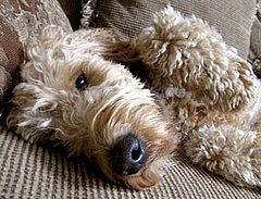 Living With Pet Allergies Living With Pet Allergies