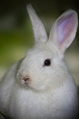 5 Reasons Carrots Aren't Just For Bunnies 5 Reasons Carrots Aren't Just For Bunnies