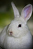 5 Reasons Carrots Aren't Just For Bunnies