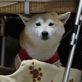 Dogs From Asian International Dog Show