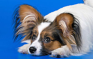 All About the Papillon