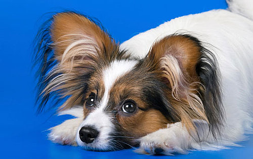 All About the Papillon