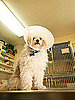 First Aid Things Pet Owners Should Know