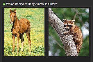 Pictures of Cute Backyard Baby Animals