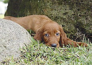 Do Not Throw Your Flea Treatments in the Garbage!