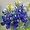 Fun Quiz About Wildflowers