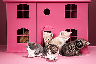 How Many Cats Is Too Many?