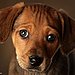 Help! Potty Training Tips for a New Puppy