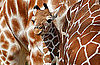 Carlo the Baby Giraffe