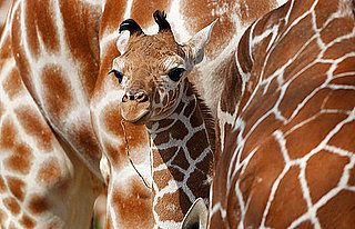 Pictures of Carlo the Giraffe at Nuremberg Zoo