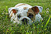 Good Ways to Explore Nature With Pets?