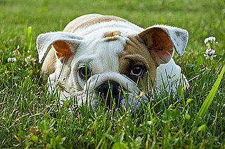 Good Ways to Explore Nature With Pets?