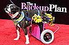 Awww, "Nuts" — All About The Back-Up Plan's Disabled Doggie