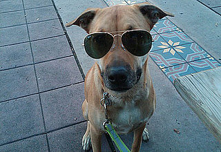 Lauren Conrad's Dog Has Several Moms and More Things From the Web This Week