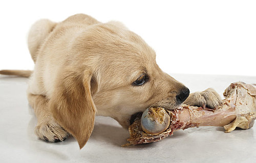 Bones Are Bad For Dogs