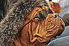 Fetch Club in NYC a Nightclub For Dogs