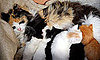 How to Care For a Pregnant Cat and Other Links From the Internet