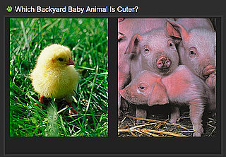 Which Farm Animal Is Cutest? 2010-04-29 04:00:16