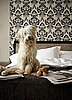 Should Pets Have Free Reign of the House?