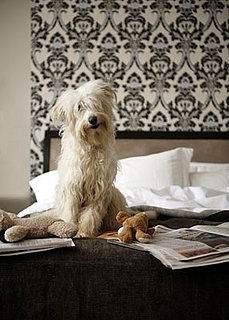Should Pets Have Free Reign of the House?