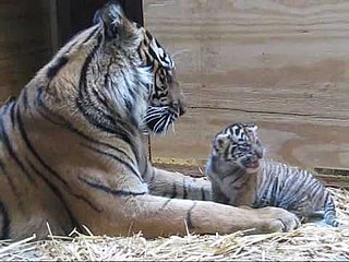 Mother Tiger Licking Baby Tiger