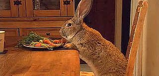 Darius the Rabbit and Other Pet Links