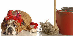 Ammonia and Dog Urine Ammonia and Dog Urine