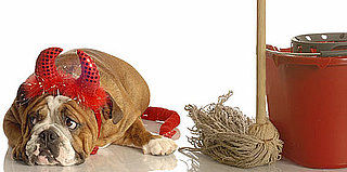 Ammonia and Dog Urine
