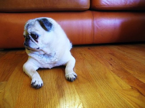 pug.
