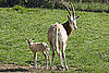 Pictures of Scimitar-Horned Oryx