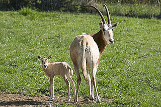 Pictures of Scimitar-Horned Oryx