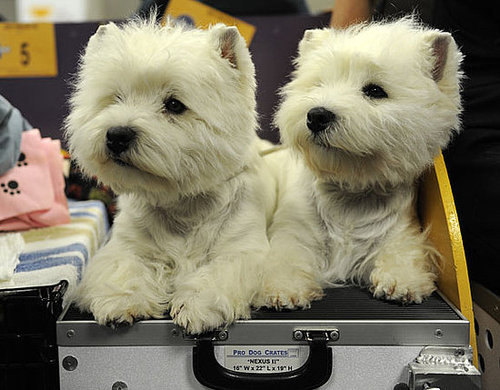 Facts About Westies