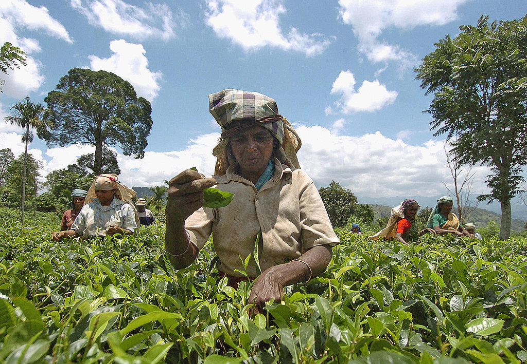 What Do You Know About the World's Coffee Production? What Do You Know About the World's Coffee Production?
