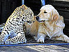 A Leopard and a Golden Retriever Fall in Love and Other Pet Links