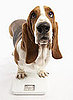How Much Does Your Pet Weigh?