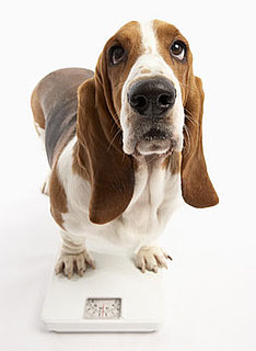 How Much Does Your Pet Weigh?