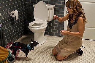 Embarrassing Moments With Pets 2010-05-17 12:00:58