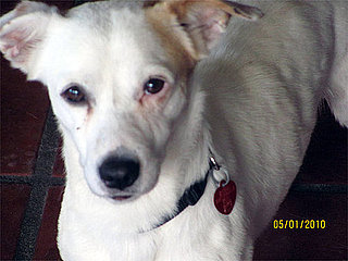 Delta Airlines Loses a Dog and More News From the Web