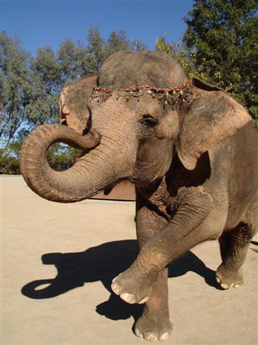 Picture of Elephant From Water For Elephants Film